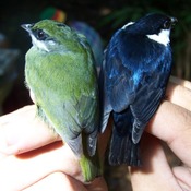White-ruffed Manakin